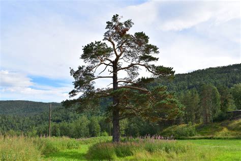 后院种什么树风水最好_后院风水适合种什么树,第15张 后院种什么树风水最好_后院风水适合种什么树,第15张