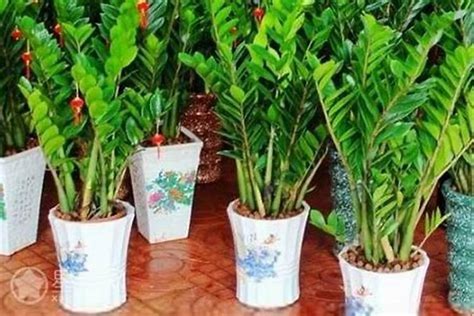 店铺里放什么植物聚财_店铺门口摆什么植物好,第2张 店铺里放什么植物聚财_店铺门口摆什么植物好,第2张