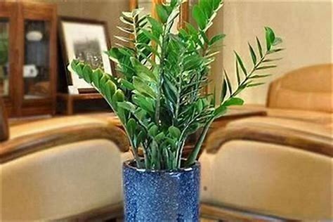 店铺里放什么植物聚财_店铺门口摆什么植物好,第3张 店铺里放什么植物聚财_店铺门口摆什么植物好,第3张