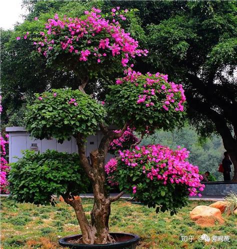 香樟树种在庭院的哪里好_香樟树种院子哪位置风水好,第13张