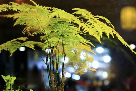 卧室适合养什么花和植物好风水_卧室风水植物,第8张