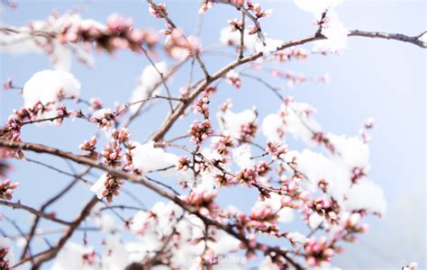 春天下雪什么兆头_春天下雪什么兆头风水,第7张