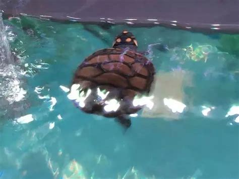 养龟养几只吉利_养龟养几只吉利风水,第10张 养龟养几只吉利_养龟养几只吉利风水,第10张