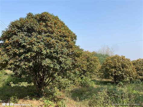 门前种三树家兴旺三代_家中种桃树好还是不好,第6张 门前种三树家兴旺三代_家中种桃树好还是不好,第6张