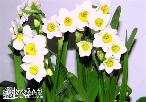 家里养什么花好_家里盆栽养什么花好风水,第3张 家里养什么花好_家里盆栽养什么花好风水,第3张