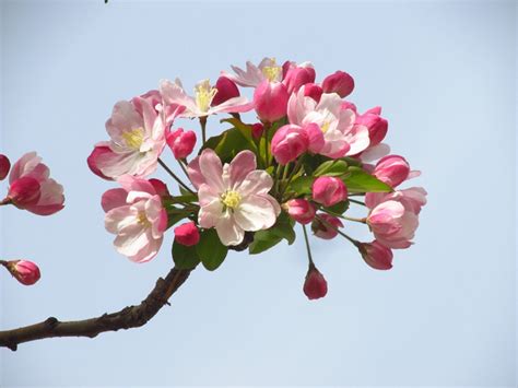 为什么说海棠花不吉利_家里养海棠花不吉利,第5张 为什么说海棠花不吉利_家里养海棠花不吉利,第5张