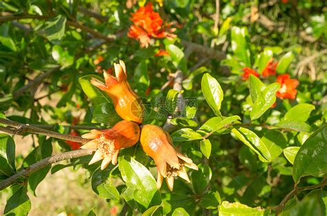 门前种三树家兴旺三代_家中种桃树好还是不好,第4张 门前种三树家兴旺三代_家中种桃树好还是不好,第4张