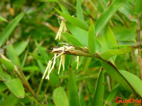 竹子开花是什么征兆_富贵竹子开花是什么征兆,第3张