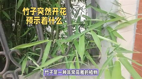 竹子开花意味着什么_风水学竹子开花意味着什么,第12张