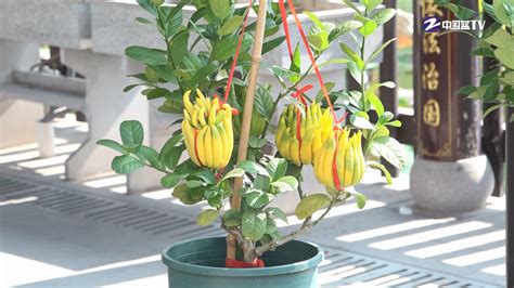 院子里种什么树风水好又旺财_北方农村院子里种什么树风水好又旺财,第17张 院子里种什么树风水好又旺财_北方农村院子里种什么树风水好又旺财,第17张