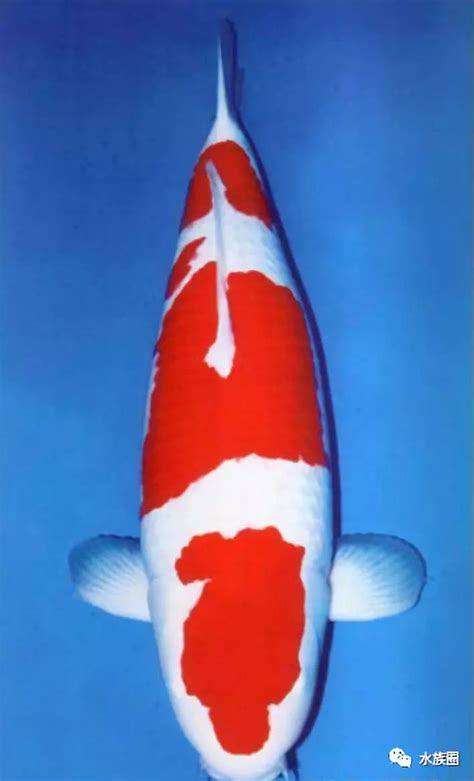 锦鲤的寓意和象征_锦鲤的寓意和象征风水,第9张 锦鲤的寓意和象征_锦鲤的寓意和象征风水,第9张