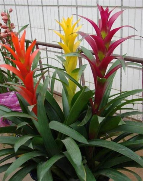 家里养什么花好_家里盆栽养什么花好风水,第7张 家里养什么花好_家里盆栽养什么花好风水,第7张