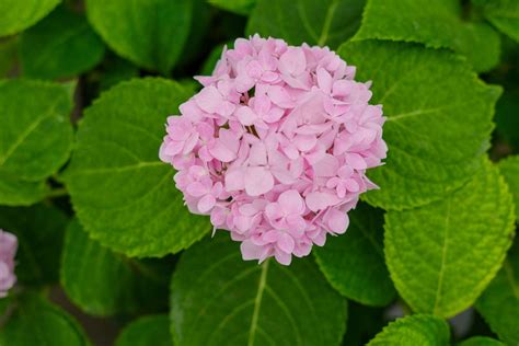 绣球花为什么叫招鬼花_绣球花养在家里吉利吗,第3张