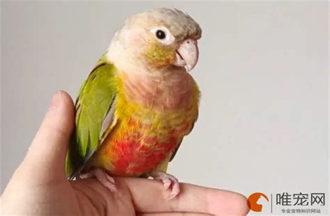 养鹦鹉招财还是破财_养鹦鹉最忌讳7件事,第7张 养鹦鹉招财还是破财_养鹦鹉最忌讳7件事,第7张
