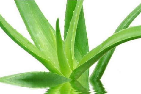 风水学来说芦荟开花预示什么_芦荟花干了有用吗,第18张 风水学来说芦荟开花预示什么_芦荟花干了有用吗,第18张