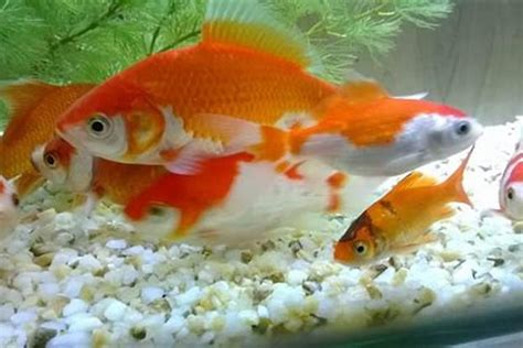 风水鱼_风水鱼死了预示,第14张 风水鱼_风水鱼死了预示,第14张