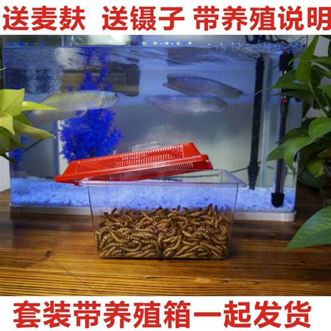 风水鱼_风水鱼死了预示,第15张 风水鱼_风水鱼死了预示,第15张