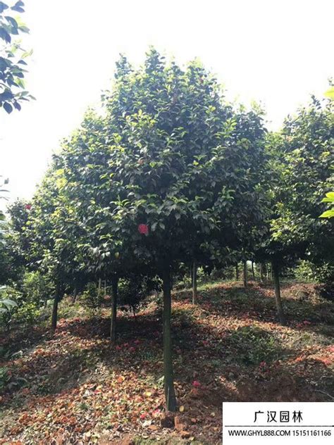 家里为什么不能养茶花_茶花的风水寓意及禁忌介绍,第10张