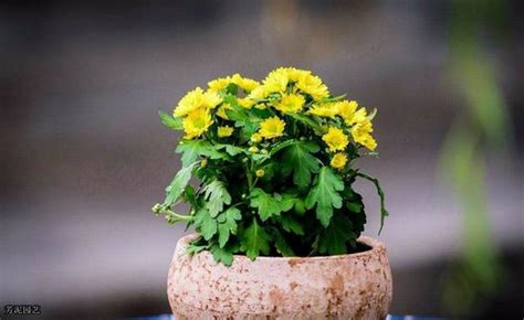 家里养什么花好_家里盆栽养什么花好风水,第5张 家里养什么花好_家里盆栽养什么花好风水,第5张