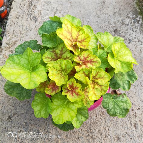 什么属相不能挂葫芦十二生肖风水吉祥物一览表,第7张 什么属相不能挂葫芦十二生肖风水吉祥物一览表,第7张