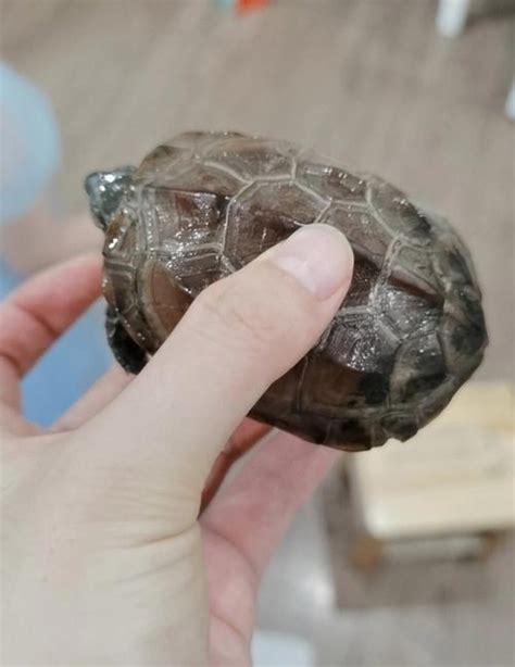 捡到乌龟十大忌讳_家里养龟十大禁忌,第3张 捡到乌龟十大忌讳_家里养龟十大禁忌,第3张