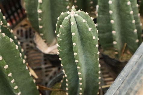 客厅最旺宅的大型植物龟背竹_客厅最旺宅的大型植物喜阴,第21张