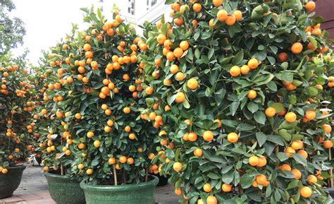 家里养什么花好_家里盆栽养什么花好风水,第2张 家里养什么花好_家里盆栽养什么花好风水,第2张