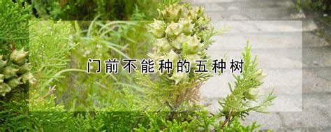 门前栽什么树风水好_门前栽什么树最吉利,第9张