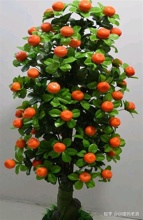 家里养龙骨花到底好不好呢_家里养龙骨花到底好不好养,第3张 家里养龙骨花到底好不好呢_家里养龙骨花到底好不好养,第3张