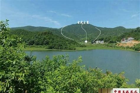 什么动物知道风水宝地?_什么动物知道风水宝地小鸟庭院树上筑巢,第10张