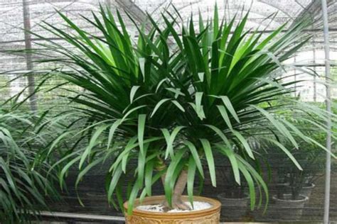 镇宅树是什么树_镇宅树是树最好,第4张 镇宅树是什么树_镇宅树是树最好,第4张