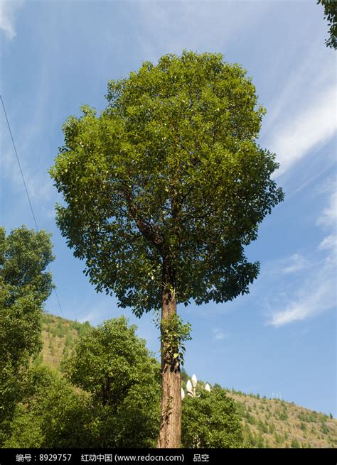 香樟树种在庭院的哪里好_香樟树种院子哪位置风水好,第11张