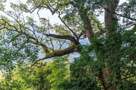 香樟树种在庭院的哪里好_香樟树种院子哪位置风水好,第8张