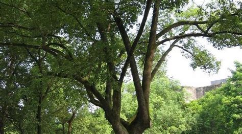 香樟树种在庭院的哪里好_香樟树种院子哪位置风水好,第10张