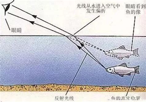 家里养什么鱼招财镇宅_家里适合养什么鱼招财镇宅,第4张